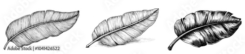 Outline drawing of banana tree branch painted in black ink on isolated background. Etching of exotic tropical plant for greeting cards or invitations.