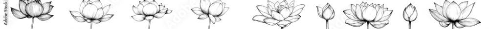 Drawing of a lotus outline in black ink on white background. Illustration.