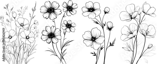 The composition of a beautiful bouquet of cosmos flowers in a modern sketch illustration isolated on white. Hand drawn monochrome floral cosmos. Modern sketch illustration with cosmos flowers.