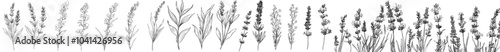 Ink sketch of colorful florals on white. Set of lavender lines isolated on white.