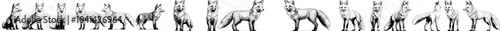 Sketch of a standing fox in black and white. Side view of the animal, isolated on white background.
