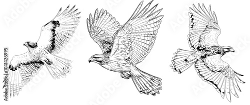 Illustration of a red-tailed hawk in flight, showcasing detailed feathers and wings that are stretched out.