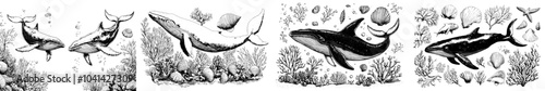 Set of isolated objects EPS modern with underwater scene, whales, fishes, shells, coral and algae. Graphic illustration drawn by hand in black ink.