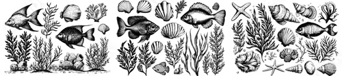 Clipart outline of underwater world with fish, pebbles, bubbles, coral and algae. Hand drawn graphic illustration in black ink. Set of modern isolated objects in EPS format.