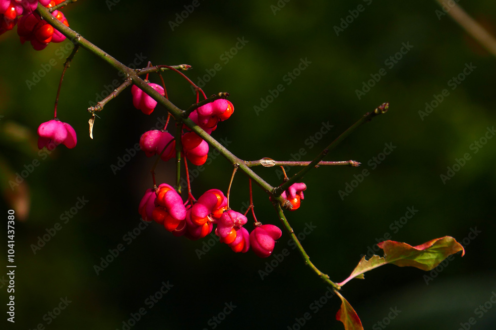 Pfaffenhütchen oder Gewöhnlicher Spindelstrauch