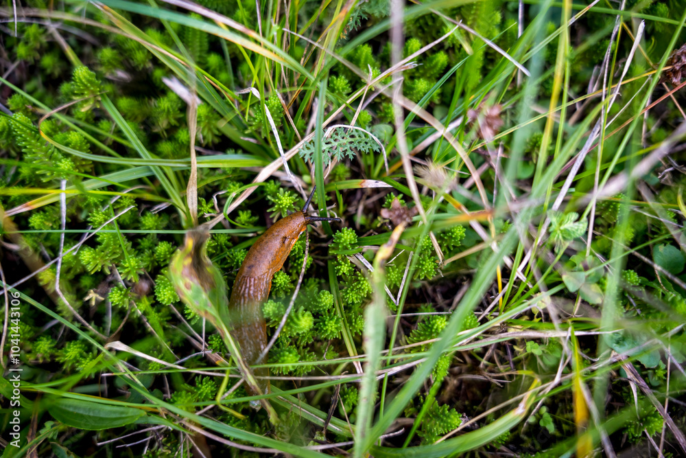 Giant slug crawling through the grass Giant slug crawling through the grass