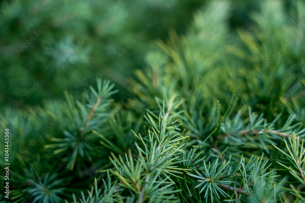 Fir tree green needles. Detailed macro view. Natural green texture of Thuja evergreen tree on sunny day Fir tree green needles. Detailed macro view. Natural green texture of Thuja evergreen tree on sunny day