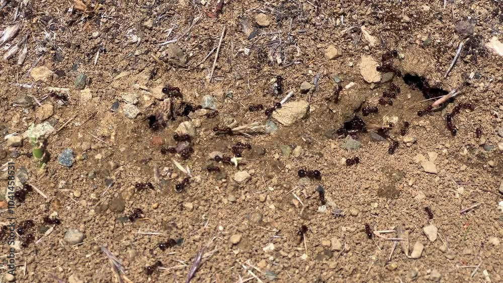 Close-up of ants working on a nest, wild insects. Incredible macro photography of wildlife. A colony of ants on the ground. They transfer leaves, grass and seeds to the anthill. Turkey. 4К Close-up of ants working on a nest, wild insects. Incredible macro photography of wildlife. A colony of ants on the ground. They transfer leaves, grass and seeds to the anthill. Turkey. 4К