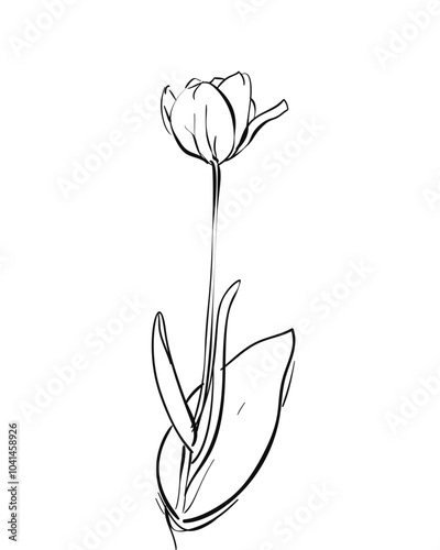 Sketch of one tulip flower with black lines on white background, vector hand drawn illustration