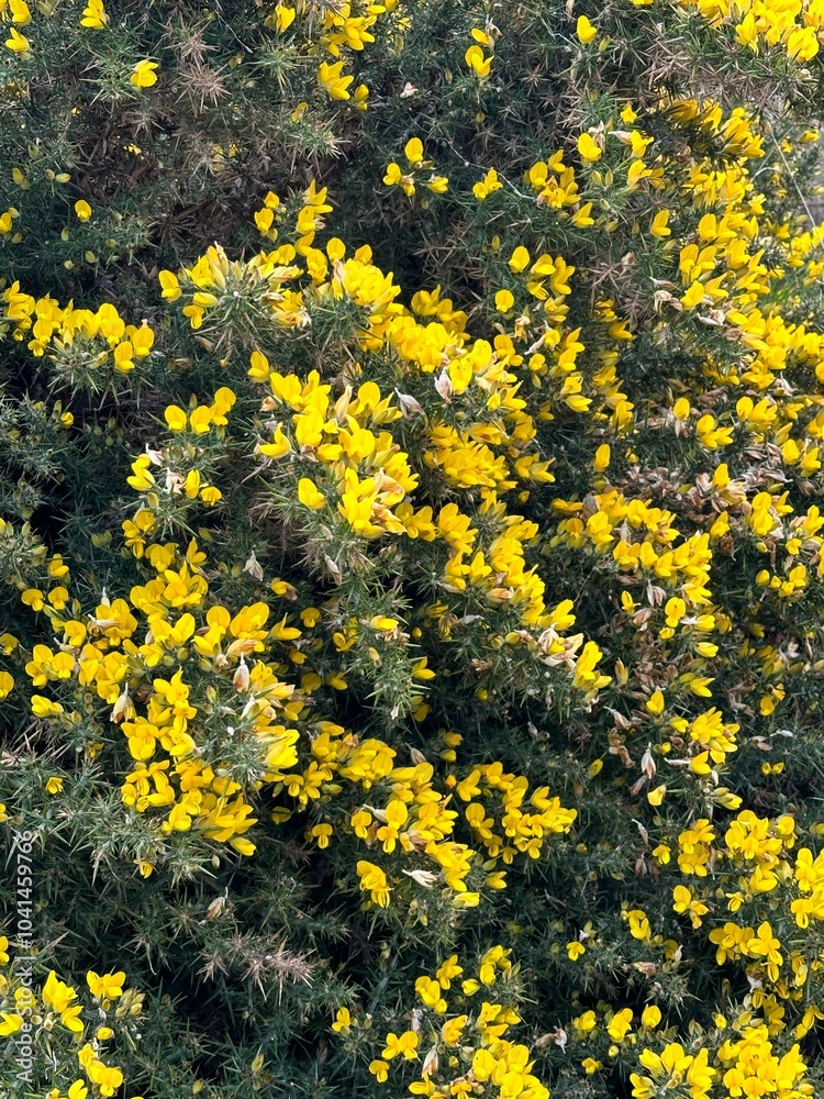 Obraz premium yellow flowers