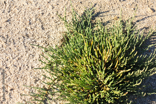 Sarcocornia Fruticosa plant in the wetlands of Spain photo