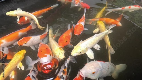 Slow motion of colorful fancy carps or koi fishes swimming in a pond and finding food.