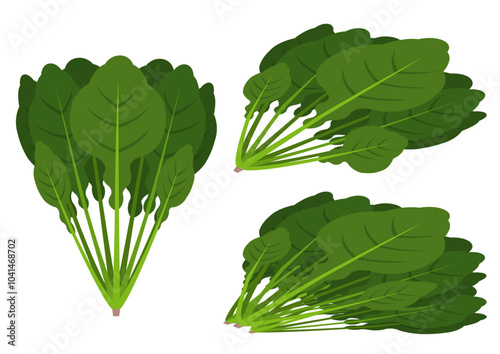 ほうれん草のイラストのセット
