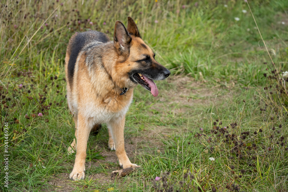 close-up of a beautiful german shepherd alsatian (Canis lupus familiaris) close-up of a beautiful german shepherd alsatian (Canis lupus familiaris)