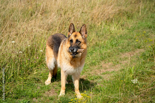 close-up of a beautiful german shepherd alsatian (Canis lupus familiaris)  photo