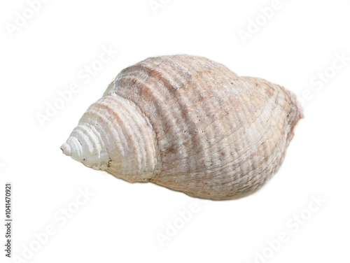 Empty shell from Dog whelk snail Nucella lapillus isolated on white background photo