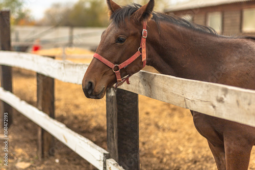 Картината върху платно A brown horse with a red halter looking over a wooden fence on a farm