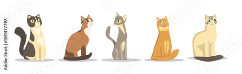 Different Cat Breed as Domestic Pet in Sitting Pose Vector Set