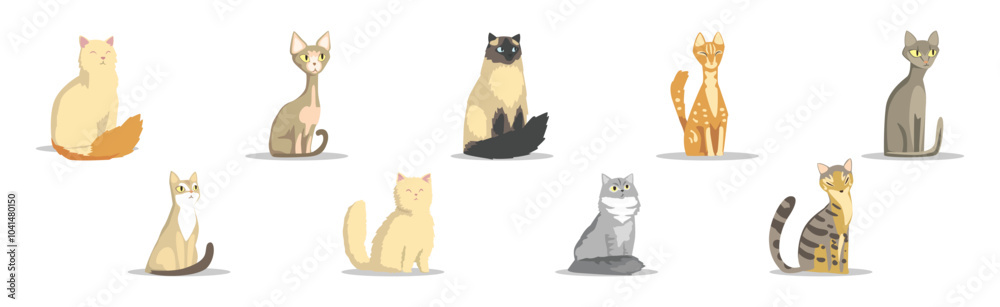 Obraz premium Different Cat Breed as Domestic Pet in Sitting Pose Vector Set