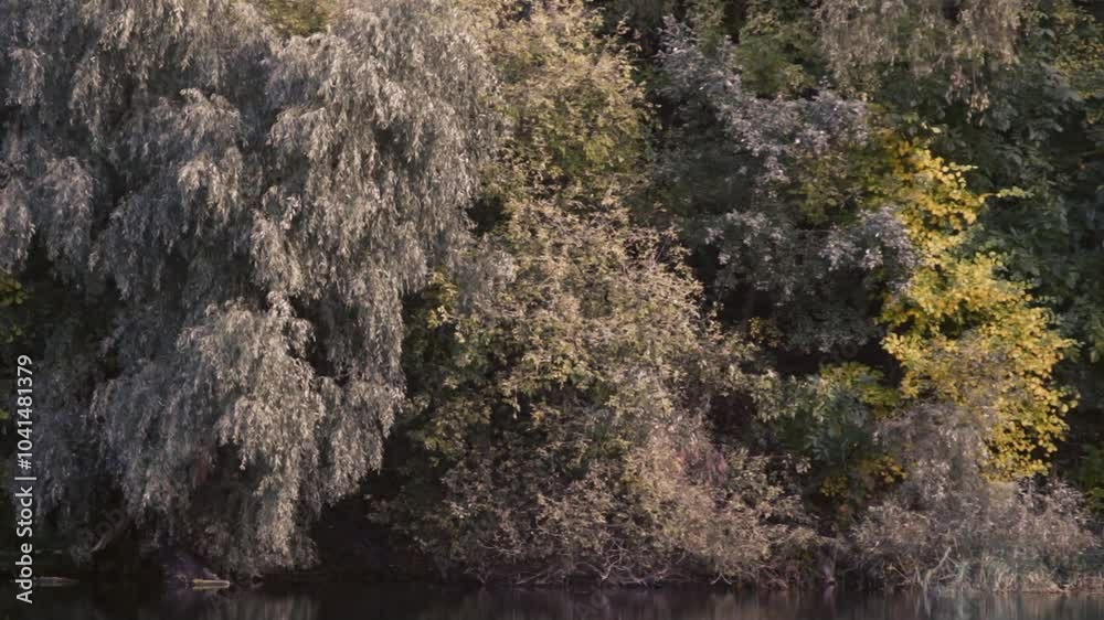 A gentle moment of trees moving their crowns in the wind, a calm and carefree natural landscape. A gentle moment of trees moving their crowns in the wind, a calm and carefree natural landscape.