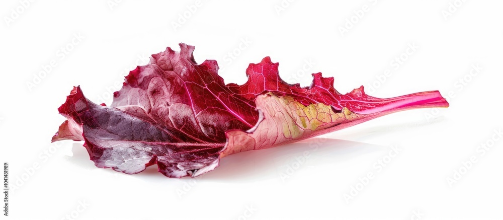 Leaf Of Fresh Red Coral Lettuce Isolated On White Leaf Of Fresh Red Coral Lettuce Isolated On White