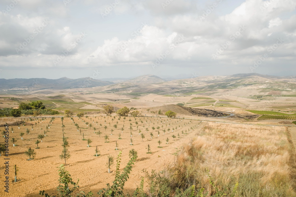 landscape with vineyards in Sicily landscape with vineyards in Sicily