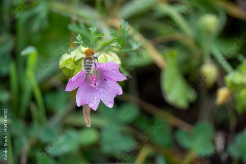 close-up of a beautiful pink wild Musk Mallow flowers (Malva moschata) Wilts UK photo