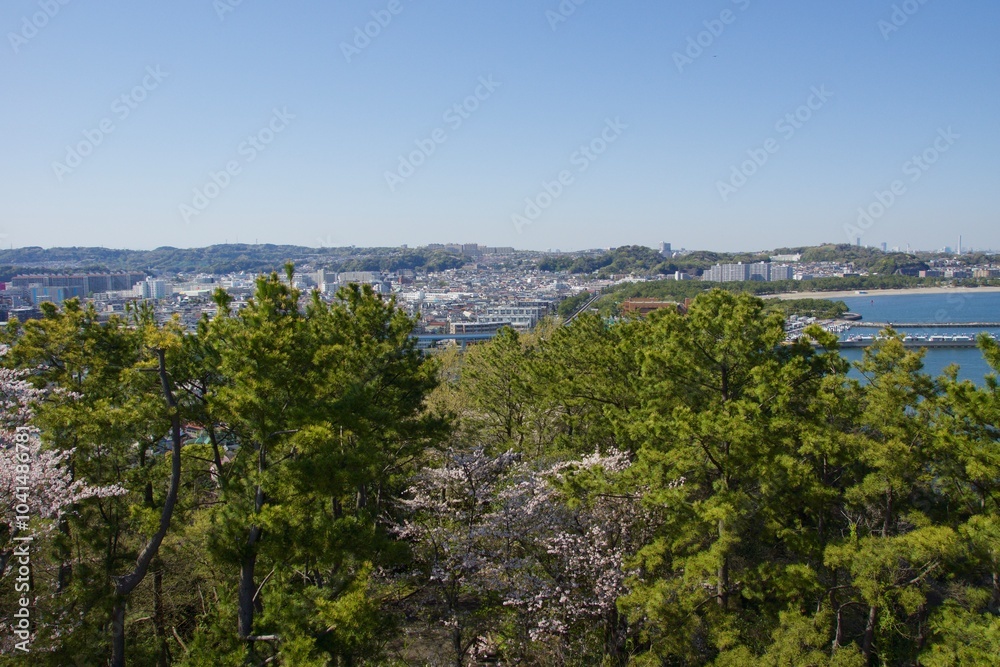 Obraz premium 桜満開の春の野島公園 