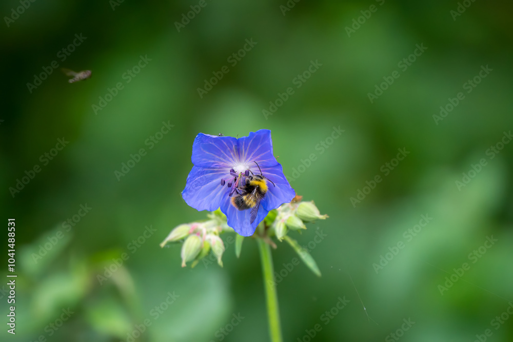 Fototapeta premium close-up of a bumblebee (Bombus) feeding on a crane's bill (Geranium pratense)