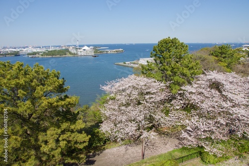 桜満開の春の野島公園
