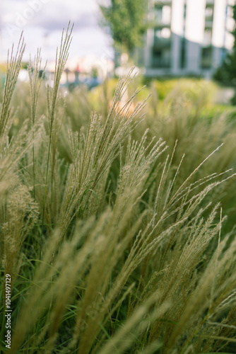 Abstract natural background of soft plants Cortaderia selloana. Pampas grass on a blurry bokeh. Dry reeds boho style.  photo