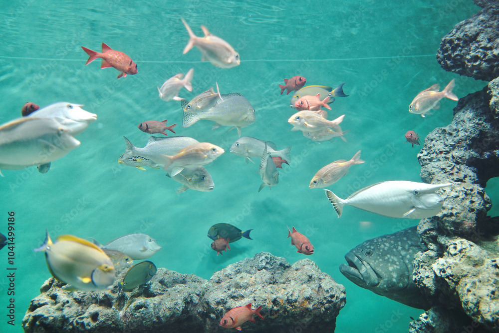 Fototapeta premium 日本の東京にある葛西臨海水族館の魚たち