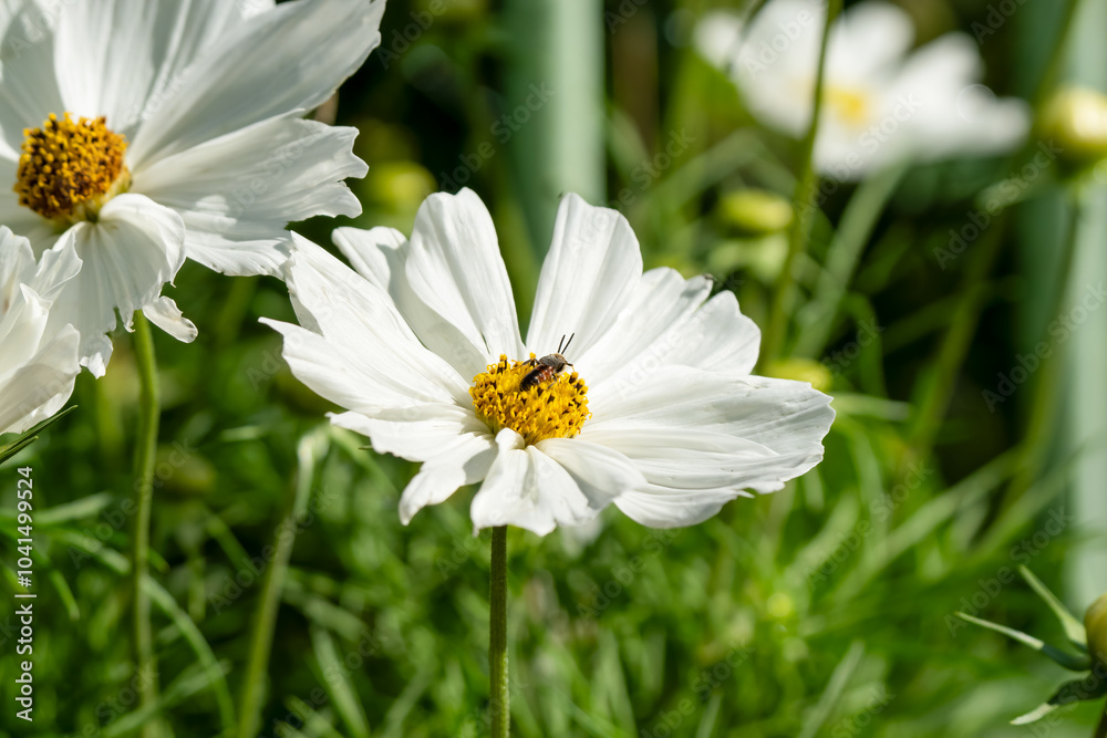 a honey bee (Apis mellifera) dining on beautiful Cosmos flower (Cosmos bipinnatus, Mexican aster) 