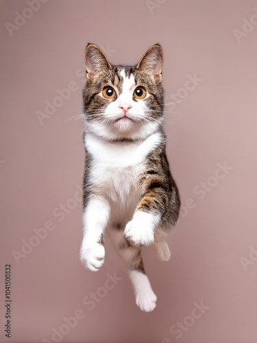 Brave cat on brown background