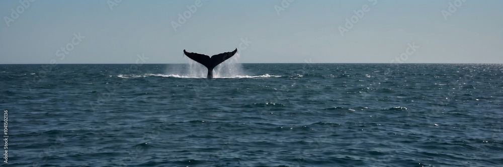 Fototapeta premium A whale tail is visible above the surface of the water. panorama, banner with copy space for text