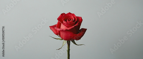 Red rose against a minimalistic background