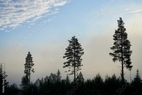 Serene forest landscape with tall pine trees and misty morning sky.