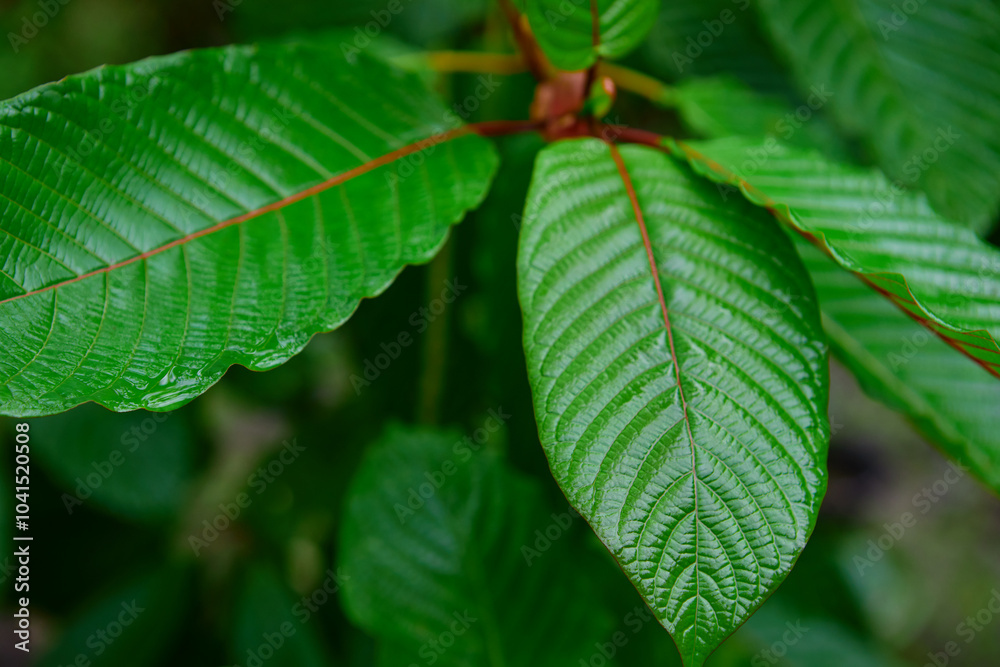 Close-up view of mitragyna speciosa or Kratom leaf on field
