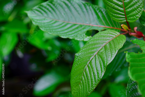 Close-up view of mitragyna speciosa or Kratom leaf on field photo