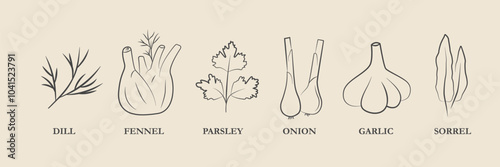 Set of Condiment for Cooking Dish.  Doodle Dill, Green Onion, Garlic, Fennel, Parsley.  Cartoon Herbal Plant Sketch. Vector illustration 