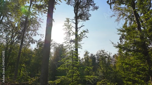 Pine Trees in a Dense Forest on a Sunny Day with Fallen Branches and Dry Leaves.