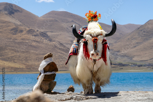 Yak in Yamdrok Lake, Tibet