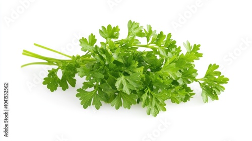 Parsley herb isolated on a white background