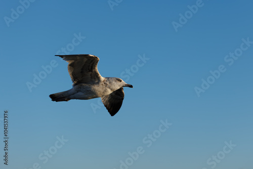 A close up of a seagull in flight from right angle of it at the blue sky background