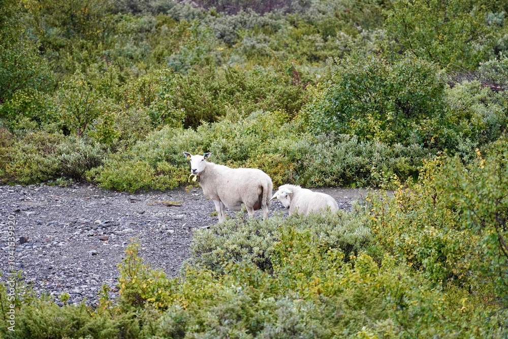 Sheep grazing in a lush green landscape. Sheep grazing in a lush green landscape.