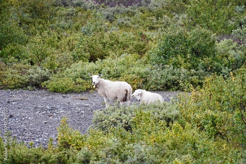 Sheep grazing in a lush green landscape.