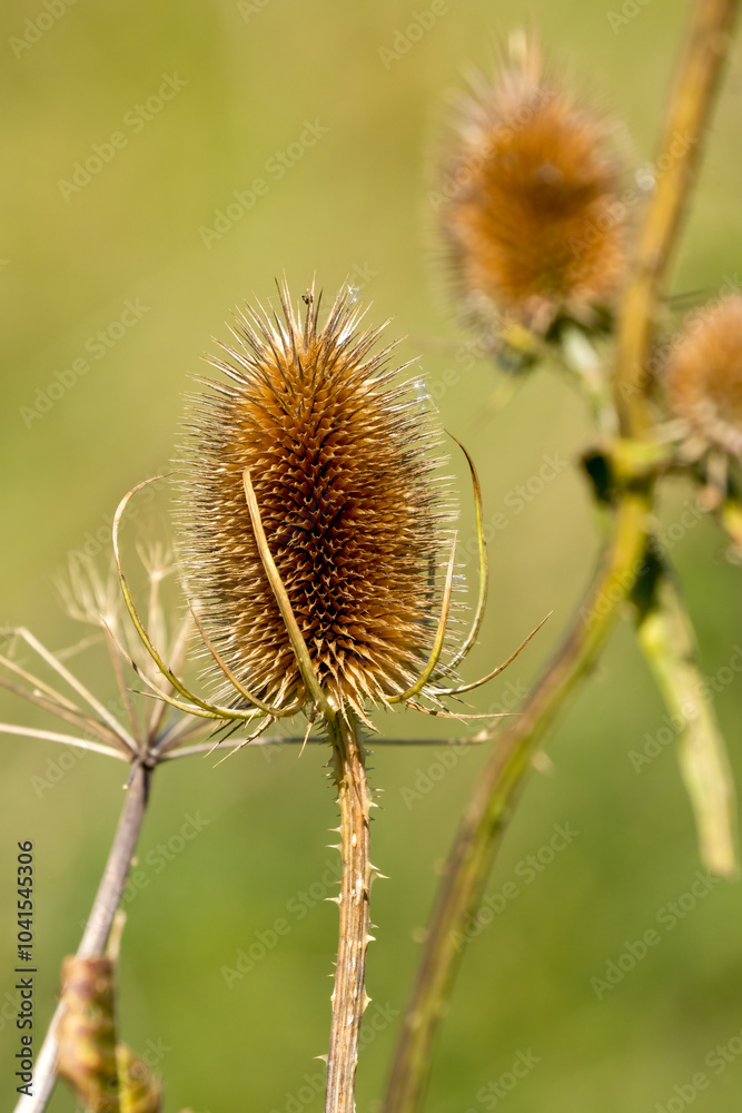 close-up of a single golden brown flower seed head of a beautiful autumnal Wild Teasel (Dipsacus fullonum) thistle Wilts UK close-up of a single golden brown flower seed head of a beautiful autumnal Wild Teasel (Dipsacus fullonum) thistle Wilts UK