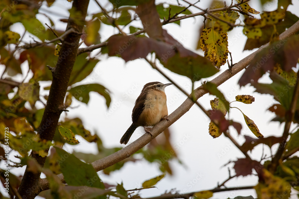 Carolina Wren