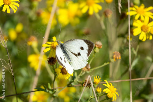 a large white butterfly (Cabbage white, Pieris brassicae) feeding on yellow chalkland flowers 