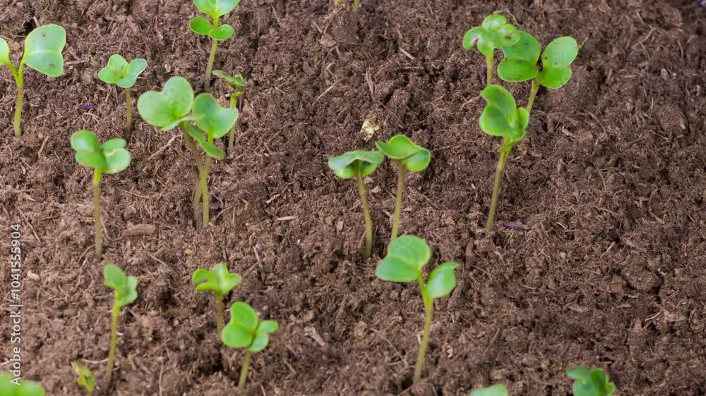 Beautiful Time Lapse of Growth Microgreens Radish Plants Against a Black Background. 4K.
Beautiful Time Lapse of Growth Microgreens Radish Plants Against a Black Background. 4K.